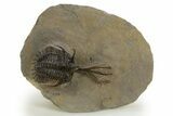 Trident Walliserops Trilobite - Exceptional Preparation #328635-3